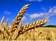 Вниманию глав крестьянских (фермерских) хозяйств и сельскохозяйственных потребительских кооперативов!