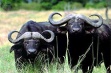О ввозе полуфабрикатов из мяса буйвола из Индии